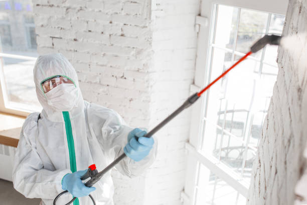 Biohazard Mold Removal in Dolan Springs, AZ