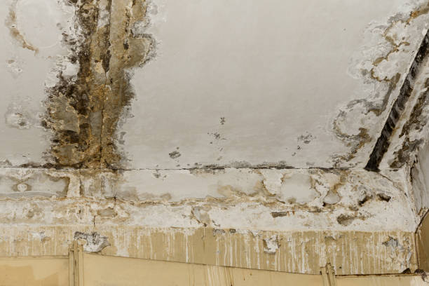 Best Mold Damage Restoration  in Dolan Springs, AZ