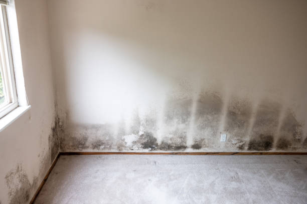 Best Emergency Mold Remediation  in Dolan Springs, AZ