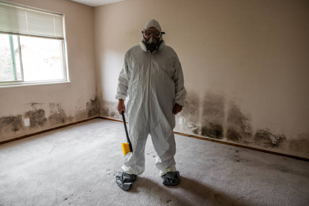 Professional Mold Removal in Dolan Springs, AZ