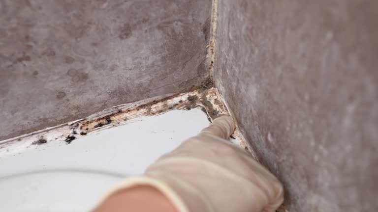 Best Mold Odor Removal Services  in Dolan Springs, AZ